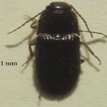 thumbnail for publication: Gulf wireworm, Conoderus amplicollis (Gyllenhal) (Insecta: Coleoptera: Elateridae)